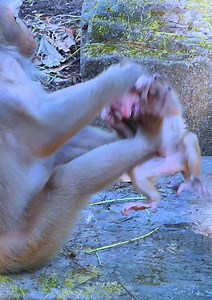 Oh No! Most pity baby monkey, Mom tries reject milk her baby monkey by angry #babymonkey #monkey #cutebaby #cute #reelsvideoシ | Lovely Monkey Videos