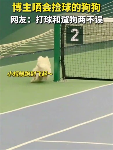 A blogger's post of a dog that can fetch balls has drawn envy. Netizens commented: "You burn 100 ...
