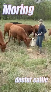 392K views · 4.1K reactions | Moring! Using a dart gun to doctor cattle has so many benefits.#bredheifers #rancher #ranchlife #cattle #angus #cow #redangus #moring #fyp #cowboy #GoodDay #Morning #longlivecowgirls | Jack H. | Facebook