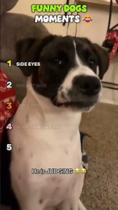 Funny Dogs Moments 😂 #dogs #dog #funnydogs #pets #usashorts #usa #funnydog #funny
