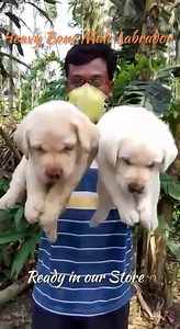 1.9K views · 52 reactions | Show Quality Heavy Bone Labrador puppies ready in store. Call / Whatsapp 9800043052 for details. | The PET Shoppe Siliguri | Facebook