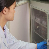 Video: A GPC3-targeting Bispecific Antibody, GPC3-S-Fab, with Potent Cytotoxicity