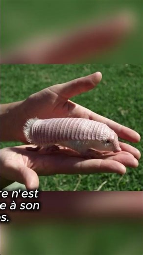 Le "SUSHI VIVANT" qui meurt de PEUR ! 🍣💀 #mystère #nature #animal