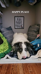 Teddy's firework sensitivity is notable - but it didn't used to be that way! A 'single learning event' (not unlike the time you ate too many lucky charms and got sick, ruining the rainbow treat forever) made him very wary of loud noises, and summertime fireworks have become a struggle for this awesome pooch. That's why his mom - our Behavior & Training manager - crafts Teddy a noise-free nook every June and July. Teddy's safe space is stocked with enrichment, calming scents, and a white noise ma