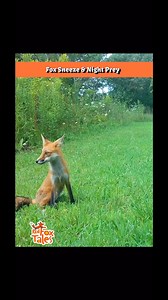 Cute fox pup sneeze & lots of night prey #fox #animals #wildlife #nature #trailcam #hunting #naturelover #newyork #foxes | Red Fox Tales