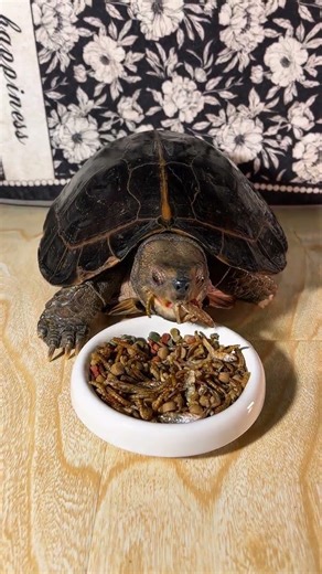 The happy life of a turtle#Daily life of keeping turtles#Cute pets#Pet turtle#Turtle