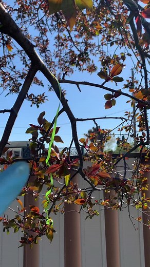 Real Life Fairy Hunting Caught on Camera