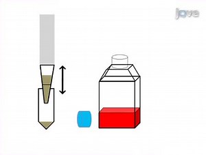 Detection of Infectious Virus from Field-collected Mosquitoes by Vero Cell Culture Assay