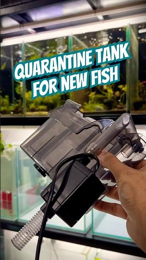 Quarantine Tank for New Fish 🐠 | Fish Wall | Tank Setup #aquarium #aquariumfish #aquascape #fish