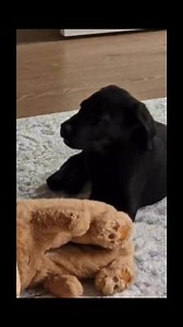 14K views · 122 reactions | Gregor wrote a wee song for his dog | Weegie Hink Ae That? | Facebook