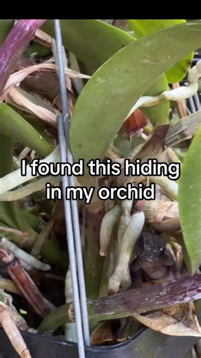 Discovering a Tiny Lizard in My Orchid Garden