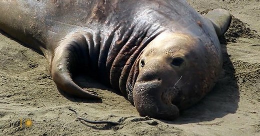 Nature: Elephant seals in California