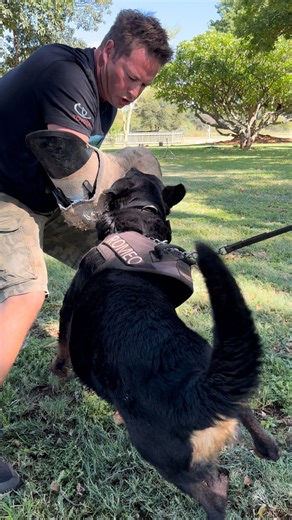 157K views · 799 reactions | Three dog bites in 90 seconds……. @genesisk9group doing their thing!!!!!!! #dingo #dingodinkelman #dog #dogattack #attackdog #antipoachingk9 #k9 #rhinoconservation #animals #dogs #training #trainingdogs #southafrica #danger #bite #instareel #animalreels | Dingo | Facebook