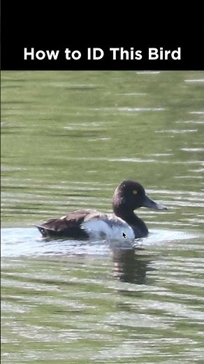 Can you identify this duck?