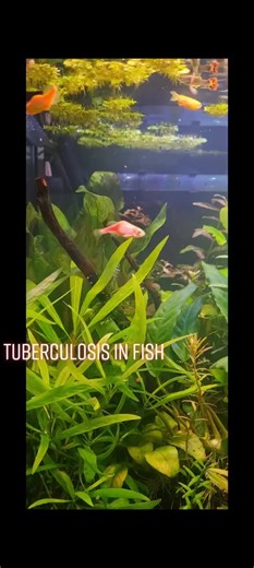 Tuberculosis en Peces: Síntomas, Tratamientos y Prevención