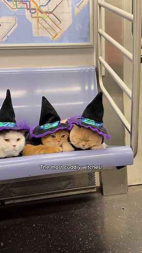 The cutest witches of NYC #catsoftiktok #petsoftiktok #cats #nyc #halloween