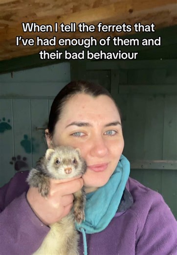 When I tell the ferrets that I’ve had enough of them and their bad behaviour 🙈 they have attitude 😂 #ferretsoftiktok #ferretvideos #ferret #ferretlife #ferrets