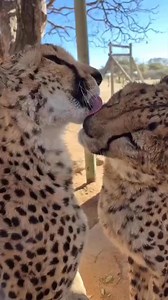 Just a few seconds Peter and Tigerlily, the oldest resident #cats at our Centre in Namibia. These #cheetah siblings were rescued back in 2010, when they were just a few weeks old. In August, they turned 15! 🐆 Want to learn more? Visit cheetah.org | Cheetah Conservation Fund (CCF)