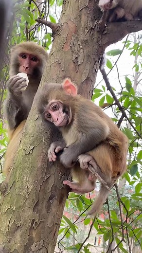 286K views · 2.1K reactions | Omg small monkey can't get candy because big monkey #reelschallenge #reelsfacebook #reelsvideoシ #reelkarofeelkaro | Global Knowledge Sharing | Facebook