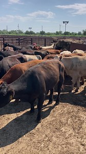 SELLING TOMORROW 35 of these nice pairs with good strong calves by their side. Should age up from around 3-7. A video of the calves will be posted on our page Give me a call if you have any questions Seth Hale 940-256-0741 | Woodward Livestock Auction, Inc