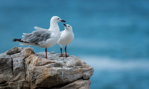 Male vs. Female Seagulls: 5 Key Differences