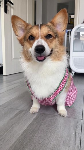 #dog #corgi