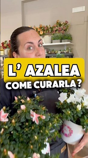 Azalea: How to care for it? The most popular gift plant for Mother's Day ❤️ #plantlover #plants
