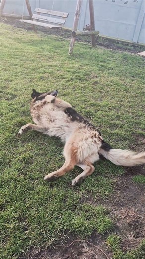 What are you doing Duster?