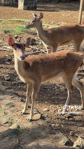 Découverte du Jardin de Pamplemousse à l'Île Maurice