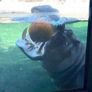 329K views · 10K reactions | Dear Fiona, Look what I got to do AGAIN! I wanted to test out the best pumpkin munching locations. Researching optimal snacking practices is something I'm very passionate about, as you know. I see you got some pumpkins too! Gotta love this time of year  Anyhoo, I'm still deciding on a costume. I'm thinking of being Batman...it really depends on what they have in a 15XL. Sincerely, - Timothy | San Antonio Zoo | Facebook