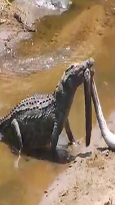 2.3K views · 11 reactions | Crocodile Eats Fish #python #deer #crocodile #buffalo #catlife #fox | Videos 66 | Facebook