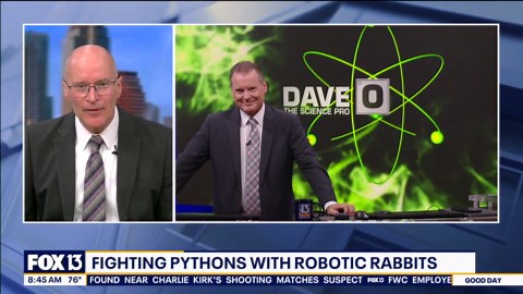 Fighting pythons with robotic rabbits