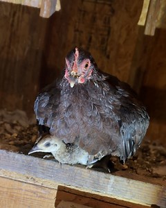 365K views · 16K reactions | Tiny chicken adopted a giant egg…and had no idea what was inside #chicken #mamachiken #animalrescue #cuddlebuddies | Cuddle Buddies | Facebook