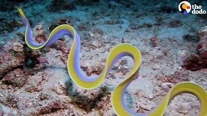 841K views · 10K reactions | These mesmerizing eels start life as males and can transform into females  | The Dodo | Facebook