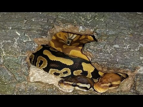 9 Der Königspython - Haltung in aller Kürze