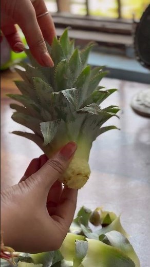 How to Grow a pineapple plant from your pineapple 🍍