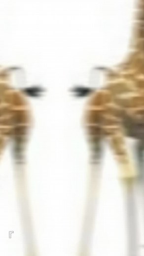 Melman de Madagascar: El Hipocondriaco Más Querido