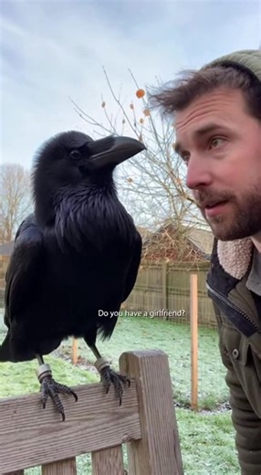 Raven With Questions. Suburbia, USA – September 2025. A curious raven has taken the internet by storm after being filmed having what sounds like a very real conversation with his human friend. In the viral clip, the bird tilts his head, stares straight at the man, and clearly asks the unexpected question: “Do you have a girlfriend?” The man can’t help but laugh, while the raven waits patiently for an answer like a true interviewer. Viewers are amazed at the bird’s intelligence and personality, p