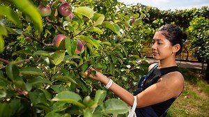 Apple picking: Your guide to Massachusetts apple orchards when you want some fall fun