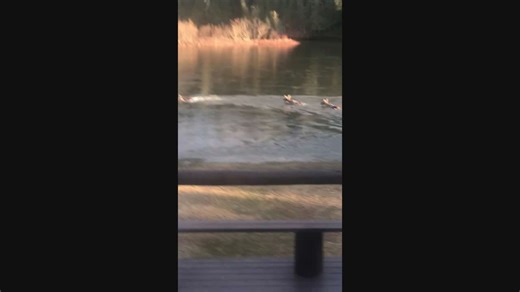 Mother moose and her calves