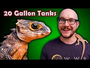 Top 5 Reptiles That Can Live in a 20 Gallon Enclosure FOREVER! | | Pt II