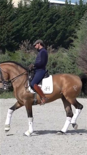 Andalusian Horse #andalusianhorse #dressagehorse #equestrian sian Horse