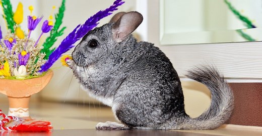 Chinchilla Teeth: Everything You Need to Know