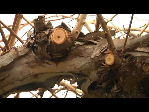 PRUNING KIWIBERRY, WITH MY CAT