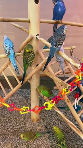 Nidal official on TikTok