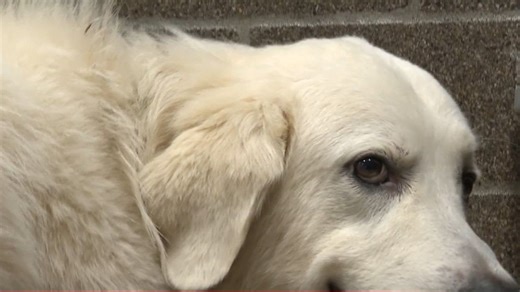 Pet of the Week: Lorek