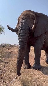 224K views · 10K reactions | Sebakwe is the biggest elephant in the...