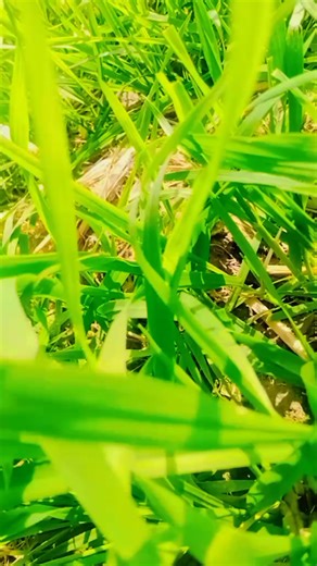 Arzi Bhutto (@ladli.arzi)’s videos with original sound - Master manzoor Official