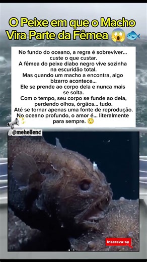O Peixe em que o Macho Vira Parte da Fêmea 😱🐟