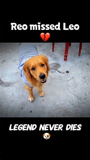 Reo missed leo😭😭💔 ‪@AnantRastogi‬ #leo #ripleo